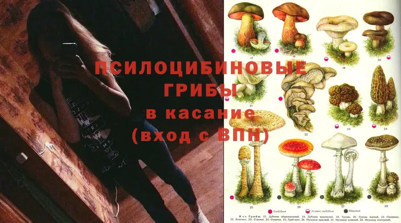 маркетплейс какой сайт  Карабаново  Псилоцибиновые грибы MAGIC MUSHROOMS 